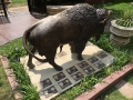 buffalo-with-plaques-1.JPG