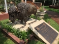 buffalo-with-plaques-2.JPG